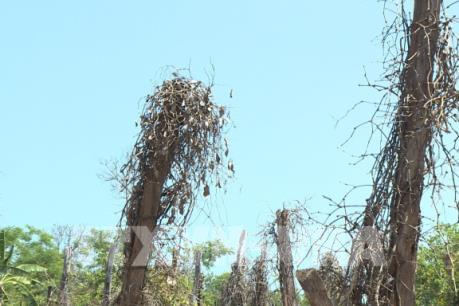 Nông dân Tây Nguyên điêu đứng vì... “vàng đen”