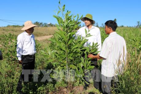 Hệ lụy từ phát triển “nóng” cây hồ tiêu