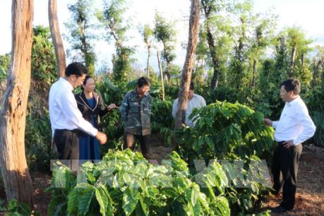 Giải pháp vực lại ngành hồ tiêu