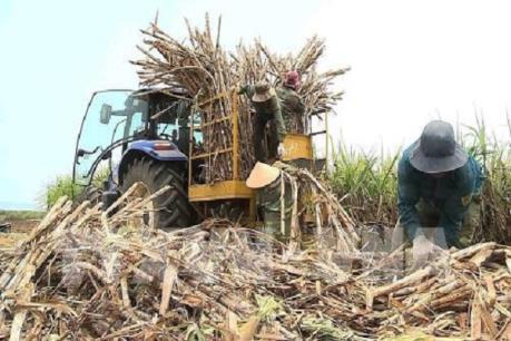 Làm gì để vụ mía  2019-2020 không “đắng”?