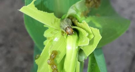 Sâu keo mùa thu đã xuất hiện ở nước ta