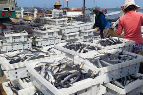 Nhiều giải pháp hoàn thành kế hoạch khai thác vụ cá Nam