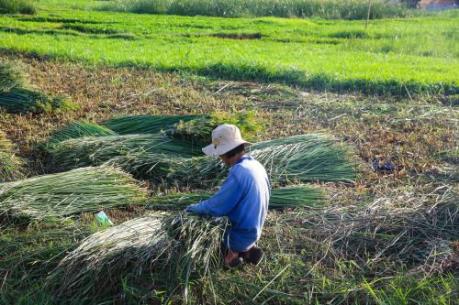 Giúp nhà nông yên tâm cách ly phòng, chống dịch COVID-19