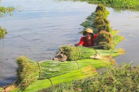 Kéo cói ở đầm Ô Loan