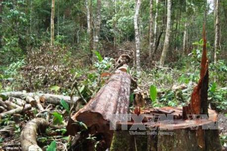 Kon Tum điều tra vụ khai thác gỗ trái phép tại huyện Đăk Hà