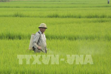  Biến đổi khí hậu: Bài toán nâng lợi nhuận cho người trồng lúa