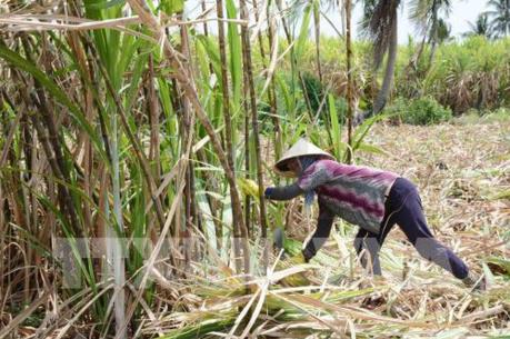 Liên tục thua lỗ, hàng trăm hộ trồng mía ở Trà Vinh không tái vụ