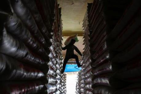 Xuất khẩu gạo của Campuchia giảm mạnh trong tháng 1