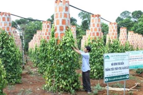 Liên kết sản xuất để xuất khẩu nông sản