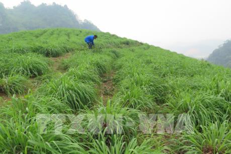 "Cú huých" khởi nghiệp từ đề án OCOP Lào Cai