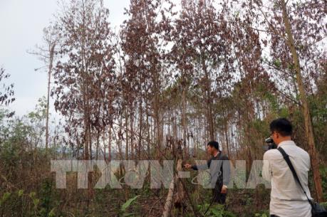 Làm rõ vụ hàng ngàn cây thông ở Lâm Đồng bị hạ độc