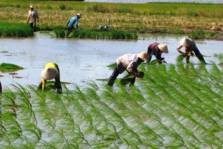 Khuyến cáo nông dân nắm bắt nhu cầu sử dụng lúa của thị trường để chọn giống