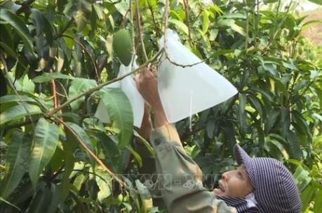 "Mặc áo" cho xoài xuất khẩu