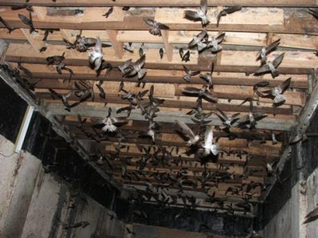 Bàn cách phát triển bền vững nghề nuôi chim yến