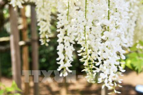 Ngắm hoa Tử Đằng lộng lẫy tại Nhật Bản