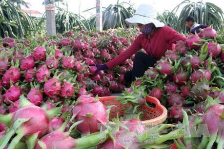 “Thủ phủ” thanh long cả nước hướng tới vùng nguyên liệu an toàn