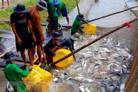 Hướng đi mới của người dân Phú Thọ trong nuôi thủy sản