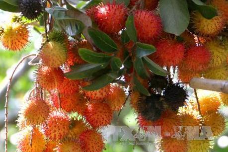 Trà Vinh: Trái cây đặc sản được mùa được giá, nhà vườn phấn khởi