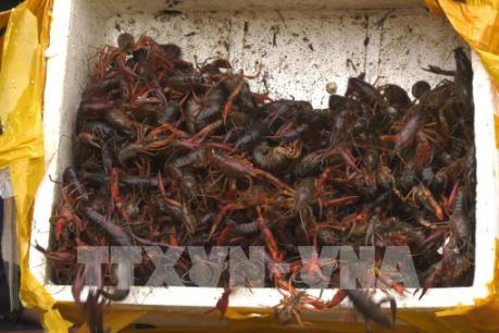 Công văn hỏa tốc yêu cầu kiểm soát tôm hùm đất tại Việt Nam