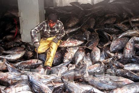 Chống đánh bắt cá trái phép - thách thức không nhỏ với ASEAN