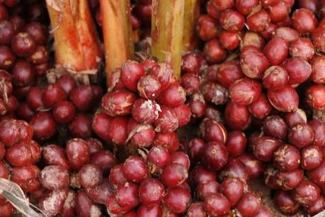 Hà Giang phát triển các sản phẩm chủ lực gắn với thế mạnh địa phương