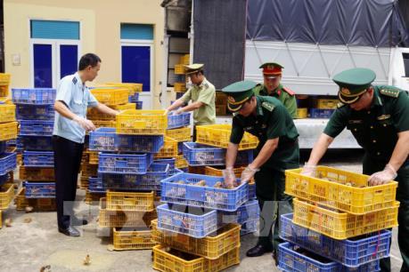 Bắt giữ hơn 22 nghìn con gà giống không rõ nguồn gốc