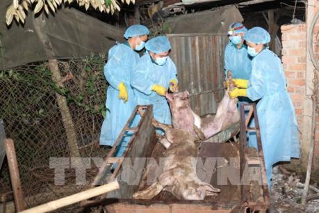 Bình Phước kiểm soát dịch tả lợn châu Phi