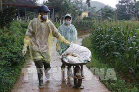 Ban Bí thư ban hành Chỉ thị về phòng, chống bệnh dịch tả lợn châu Phi
