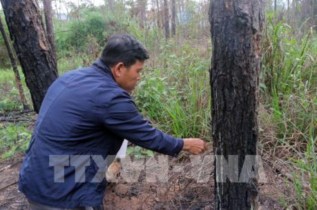 Vụ hàng ngàn cây thông ở Lâm Đồng bị hạ độc: Những khuất tất trong quản lý rừng ở Lâm Hà