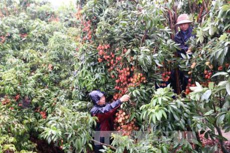 Quảng Ninh xúc tiến thương mại cho quả vải chín sớm Phương Nam