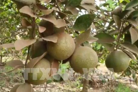 Nhà vườn “khóc ròng” vì bụi từ dự án nạo vét hồ Đá Đen