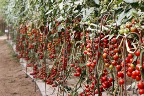 Tu nghiệp sinh nông nghiệp tại Israel: Bài 1 - Cơ hội học kinh nghiệm