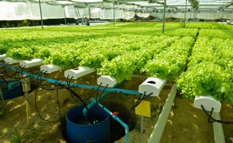 Tu nghiệp sinh nông nghiệp tại Israel - Bài 2: Học hỏi và khám phá