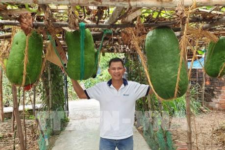 Độc đáo làng bí đao khổng lồ xứ Nẫu