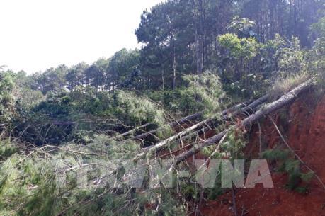 Báo động nạn phá rừng chiếm đất ở Tây Nguyên