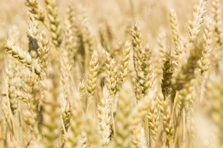 Australia sẽ phải nhập khẩu lúa mỳ từ Canada do hạn hán