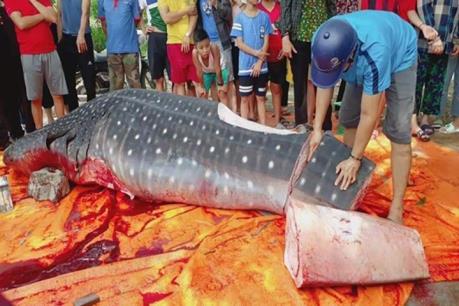 Thông tin chính thức về loài cá trọng lượng lớn bị xẻ thịt tại Sầm Sơn