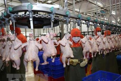 CP sẽ xuất khẩu thịt gia cầm đã qua chế biến