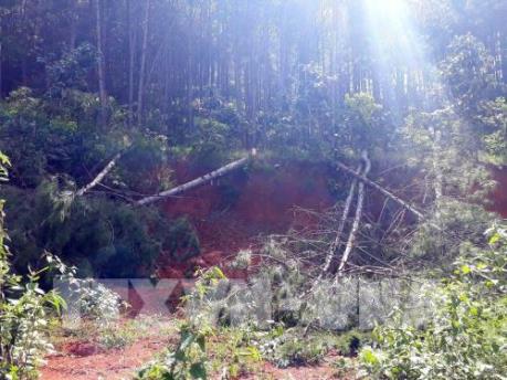 Lâm Đồng: Khởi tố vụ án hủy hoại hàng nghìn cây thông