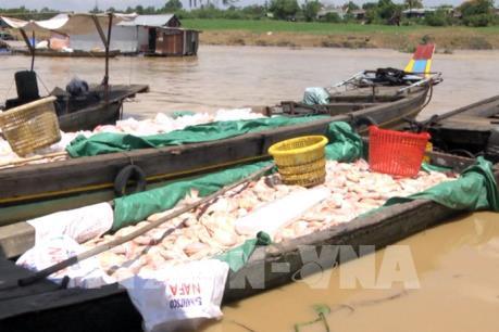 Hàng chục bè cá bất ngờ chết trắng trên sông La Ngà