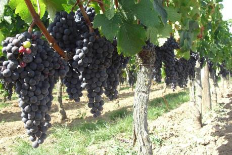 Lợi nhuận ngành trồng nho làm rượu vang bị tác động bởi khí hậu