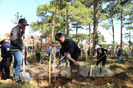 Đà Lạt trồng thêm 6.000 cây thông và mai anh đào