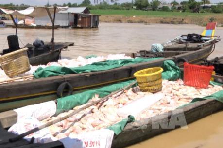 Bộ TN&MT yêu cầu xác định nguyên nhân cá lồng bè chết trắng trên sông La Ngà