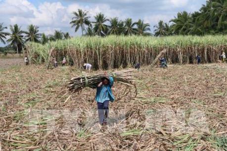 Cơ cấu lại sản xuất nguyên liệu mía
