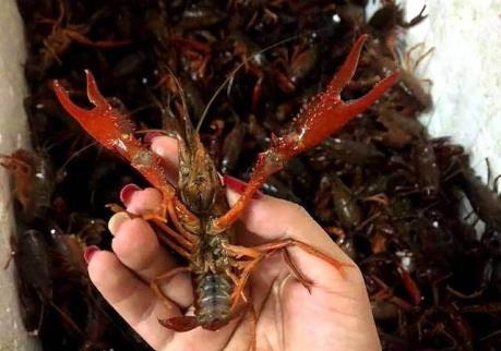 Tăng kiểm soát thị trường mặt hàng tôm hùm càng đỏ