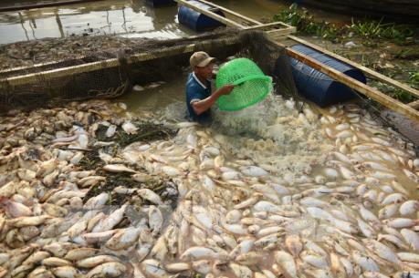  Gần 1.000 tấn cá chết trắng sông Là Ngà 