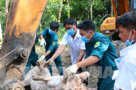 Dịch tả lợn châu Phi đã lan ra 46 tỉnh, thành trên cả nước