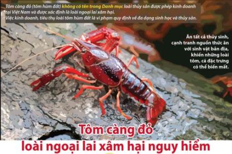 Tôm càng đỏ gây hại như thế nào?