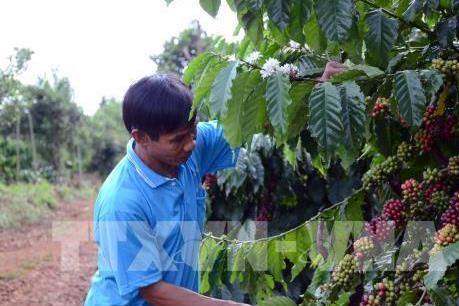 Giải pháp phát triển thị trường xuất khẩu cà phê Việt