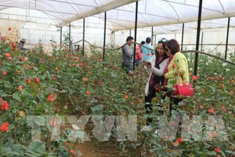 Người trồng hoa Lâm Đồng gặp khó khi giá điện tăng